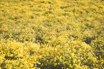 Obraz premium yellow flower field background. chrysanthemum flower