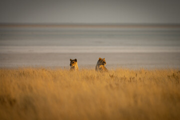 Lions of Etosha Park, Namibia
