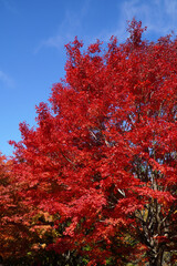 もみじ湖の紅葉（長野県箕輪町）