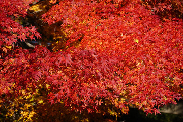 もみじ湖の紅葉（長野県箕輪町）