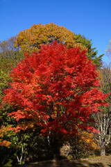 もみじ湖の紅葉（長野県箕輪町）