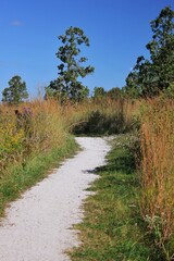 Fototapeta premium path in the forest