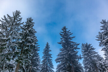 Schöne Winterlandschaft auf den Höhen des Thüringer Waldes bei Oberschönau - Thüringen