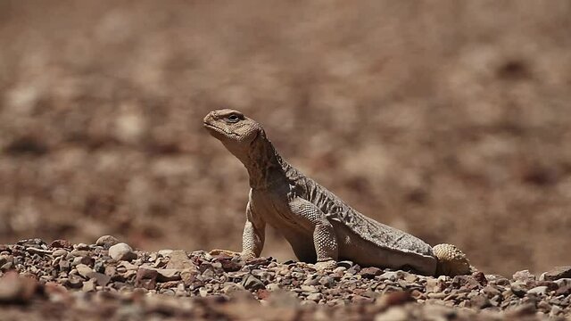 Egyptian spiny-tailed lizard (Uromastyx aegyptia) Walking in the desert