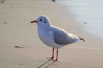 Portrait einer Möwe an einem Strand am Meer.
