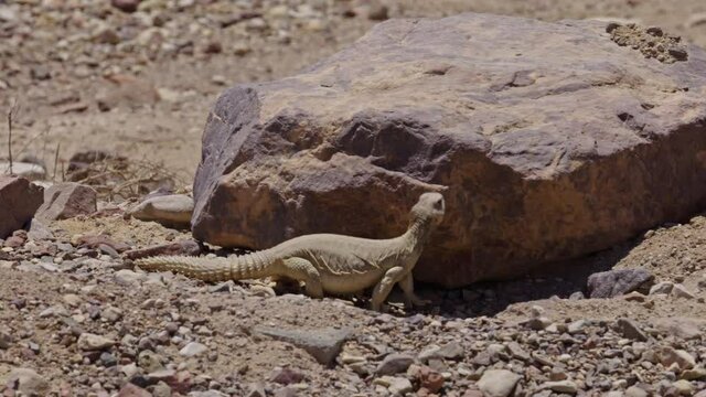 Egyptian spiny-tailed lizard (Uromastyx aegyptia) Standing and looking around