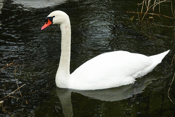 Netherlands. White Swan in Solleveld of zuid-Holland