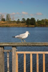 seagull on the pier