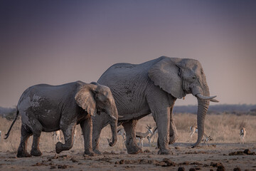Fototapeta na wymiar Elephants at sunset next to Nxai Pan waterhole, Botswana