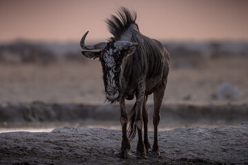 Wildebeest at a waterhole at Nxai Pan, Botswana. At sunset.