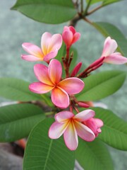 pink frangipani flowers