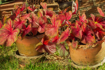 Decorative flower caladium with red leaves 