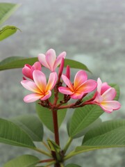 pink frangipani flower