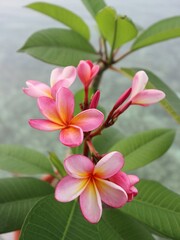 pink frangipani flowers