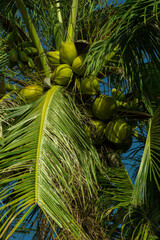 Palm branches and trees against the blue sky