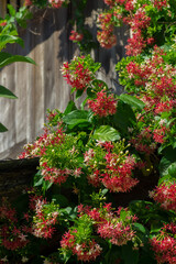 Flowers and buds pink Bougainvillea on the background of green leaves © Kozlik_mozlik