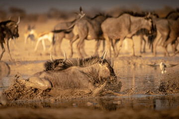 Scared wildebeests running away from waterhole