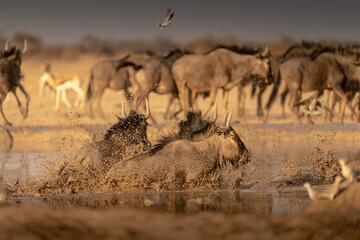 Fototapeta na wymiar Scared wildebeests running away from waterhole