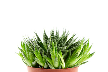 Succulent aloe houseplant in flower pot isolated on white