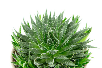 Succulent aloe houseplant in flower pot isolated on white