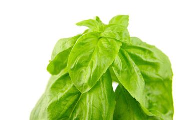 Basil herb with green fresh leaves isolated on white