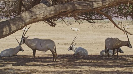 wide shot of Arabian Oryx or white oryx (Oryx leucoryx) walking near acacia trees