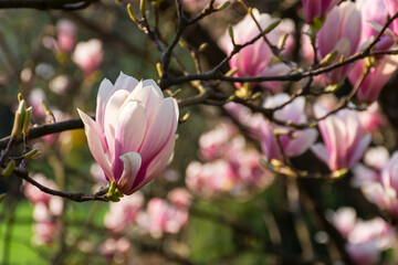 Fototapeta na wymiar beautiful magnolia tree blossom in summer. fresh pink flower on the branch. natural soft garden background