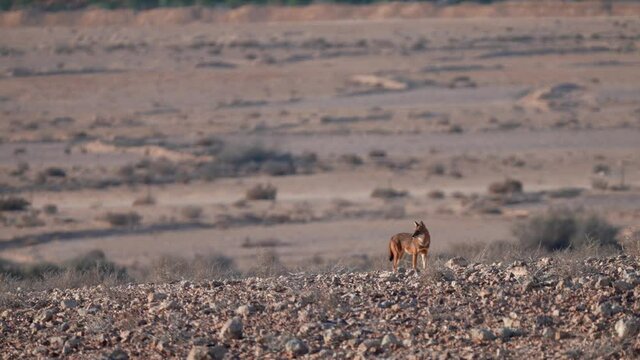 Long shot of Golden Jackal  Standing in the Negev desert