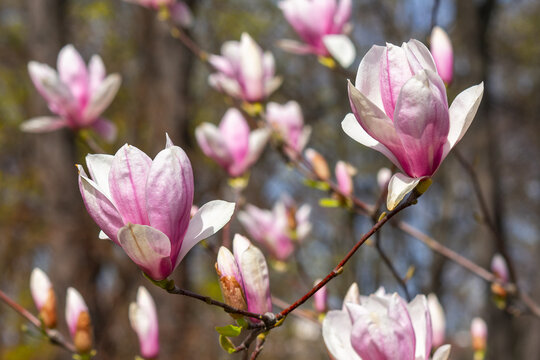 beauty of magnolia tree blossom in spring. fresh pink flower on the branch. natural soft bokeh background of a garden