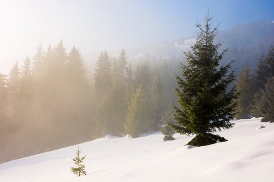 tree on the snow covered hill. winter scene with mist glowing morning light. coniferous forest in the distance