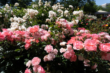 色とりどりのバラの花が咲く金沢南総合運動公園のバラ園