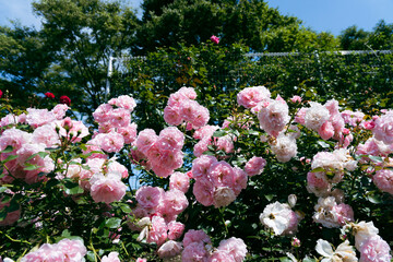 色とりどりのバラの花が咲く金沢南総合運動公園のバラ園