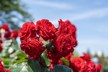 色とりどりのバラの花が咲く金沢南総合運動公園のバラ園