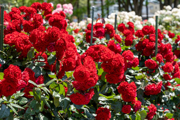 色とりどりのバラの花が咲く金沢南総合運動公園のバラ園