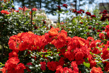 色とりどりのバラの花が咲く金沢南総合運動公園のバラ園