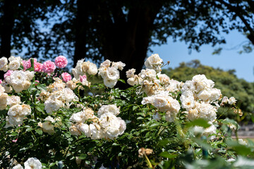 色とりどりのバラの花が咲く金沢南総合運動公園のバラ園