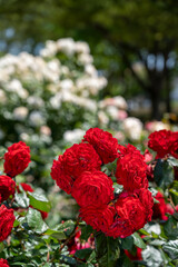色とりどりのバラの花が咲く金沢南総合運動公園のバラ園