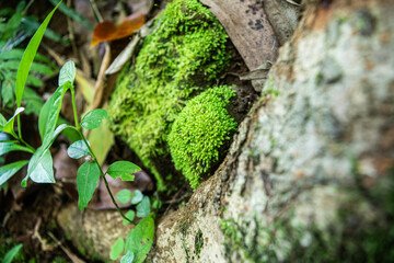 green moss on the tree