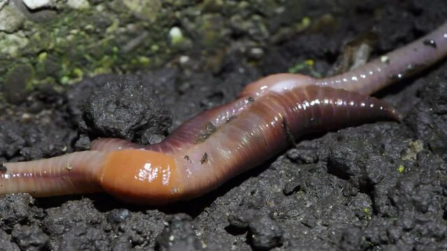 Common earthworm, Lumbricus terrestris , Norfolk UK, mating. Close-up. 4K UHD video footage 3840X2160.