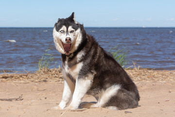 June 1, 2019, Saint Petersburg, Russia. Funny dog Siberian husky sitting open mouth on the sand on the beach