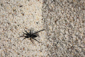 Eine kleine dunkle Spinne läuft über den Ostseesand.

