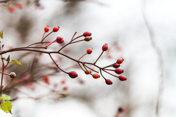 Autumn landscape. Red berries. Trees without leaves in the forest. Helios44M-4 bokeh.