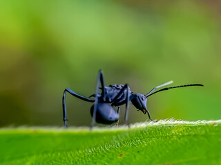 spider on a leaf