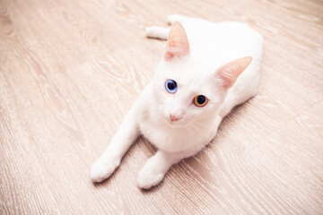 White cat lying on laminate floor