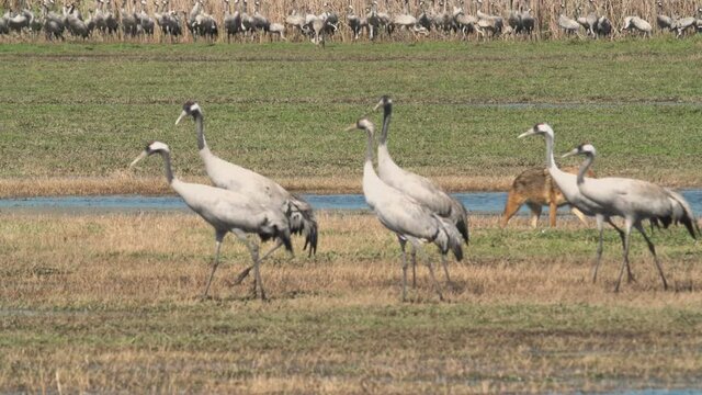 Golden Jackal  in the Hulla Valley,walking among Cranes.