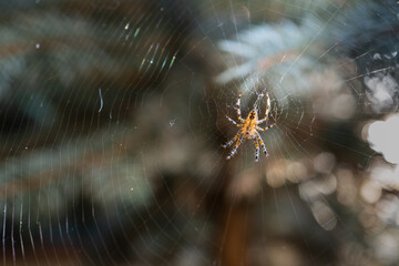 Spider on a web