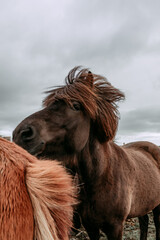 Icelandic horses in the harsh windy climate of fall.