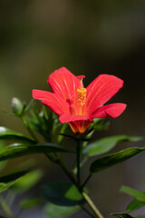 Obraz premium Flora in Tenerife 1 - La biodiversidad