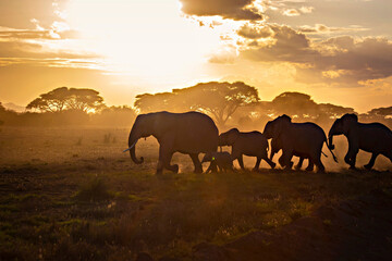 Fototapeta na wymiar African elephants herd at sunrise in Amboseli National Park, Kenya