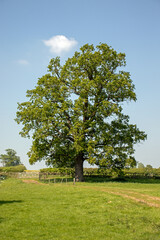 Countryside trees and rural scenery in the UK.